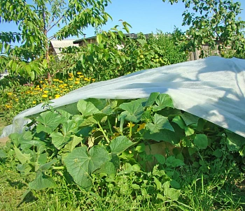 Агротекс Белый 30, 3,2*10 м, уп