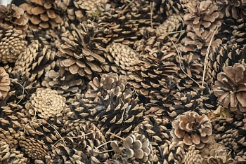 Шишка сосновая мелкая поштучно, шт