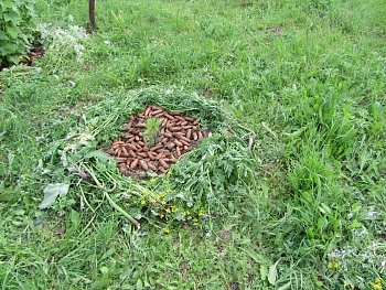 Шишки еловые (200-240 шт), 60 л