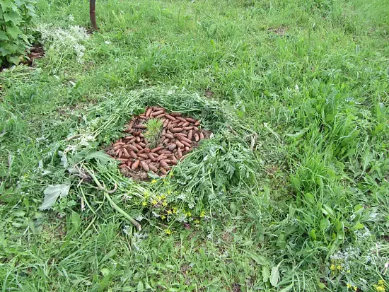 Шишки еловые (200-240 шт), 60 л