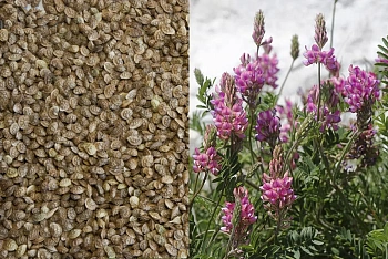 Сидерат Эспарцет, 0,4 кг