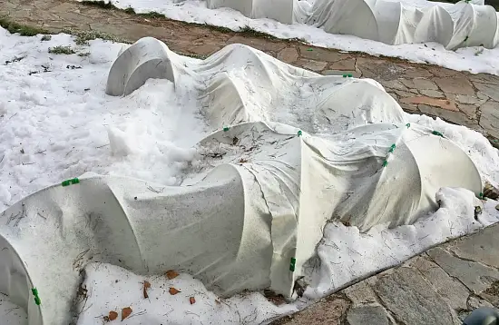 Агротекс Зимнее укрытие для кустарников в рулоне 200, Белый, 2,0*50 м, рул