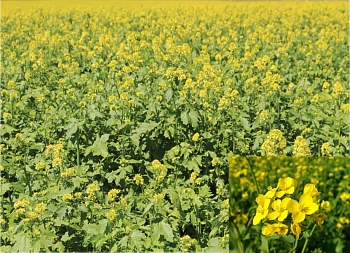 Сидерат Горчица, 0,5 кг