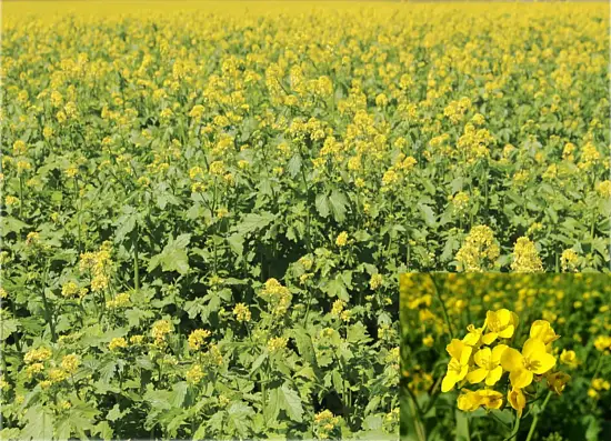 Сидерат Горчица, 0,5 кг