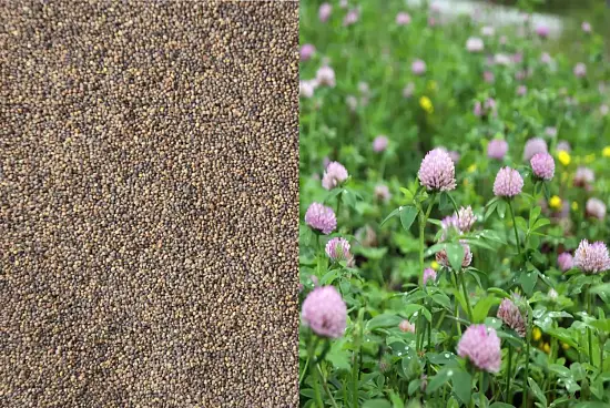 Сидерат Клевер гибридный, 0,5 кг