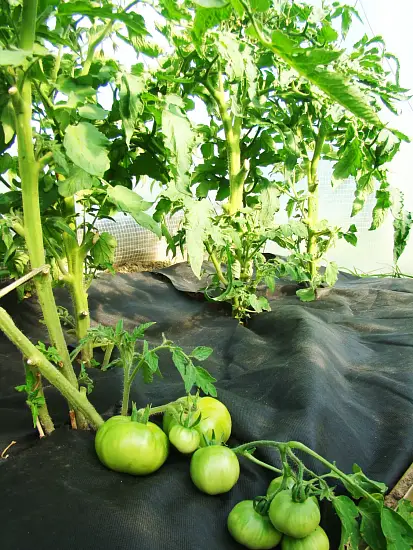 Агротекс Черный 80, 3,2*200 м, рул