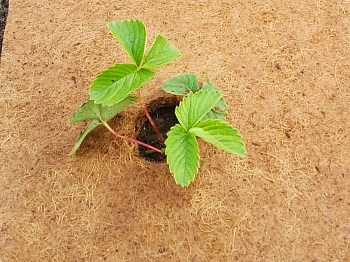 Nekura Укрытие кокосовое "Мульчаграм", 0,2 x 1,5 м, рул