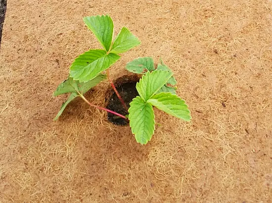 Nekura Укрытие кокосовое "Мульчаграм", 0,75 x 6 м, рул