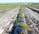 Агротекс Геоткань 100, Черный, 4,2*100 м, рул