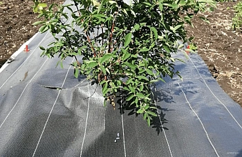 Агротекс Геоткань 150, Черный, 4,2*100 м, рул.