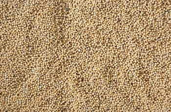 Сидерат Горчица, 0,5 кг