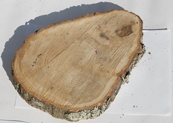 Спил дуб шлифовка СДШ1, (Ø 25-30см, h 3см), шт