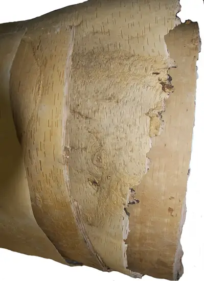 Береста в листах ( ~ 20 x 20 см), шт