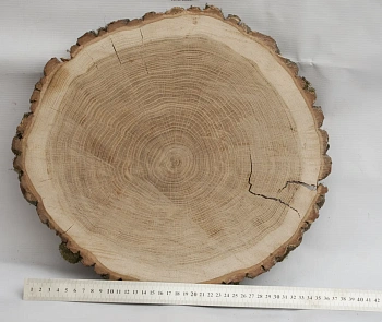 Спил дуб шлифовка СДШ1, (Ø 35-40см, h 3см), шт