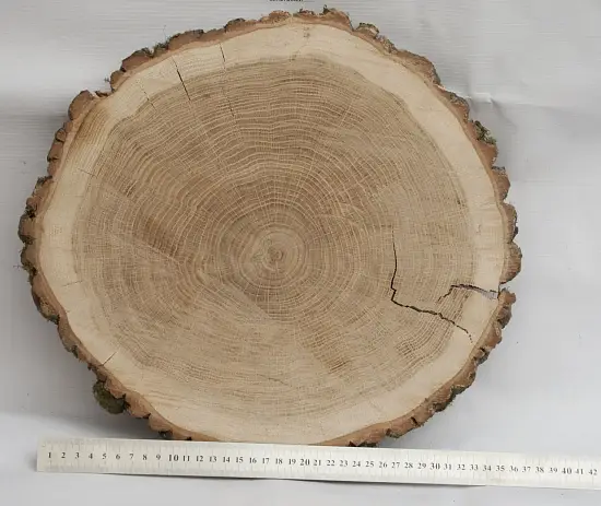 Спил дуб шлифовка СДШ1, (Ø 35-40см, h 3см), шт