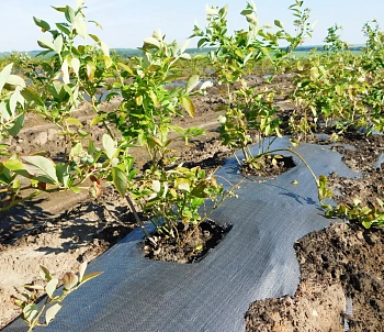 Агротекс Геоткань 100, Черный, 1,6*50 м, рул