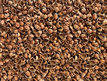 Скорлупа фундука (лесного ореха, лещины), 60 л