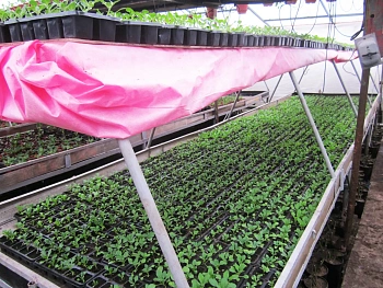 Агротекс двойная защита Бело-красный 60, 3,0*100 м, рул