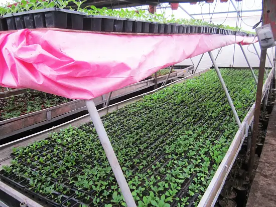 Агротекс двойная защита Бело-красный 60, 3,0*100 м, рул