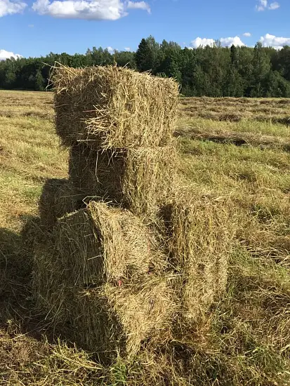 Сено луговое, тюк