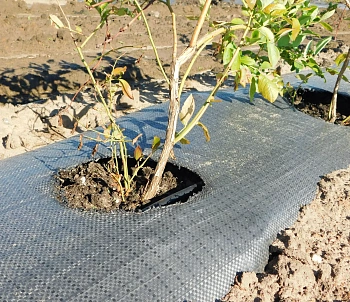 Агротекс Геоткань 100, Черный, 1,6*50 м, рул