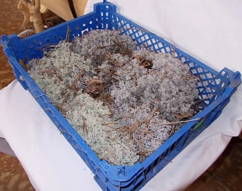 Мох натуральный, зеленый, лоток 30*40 см (без лотка), шт