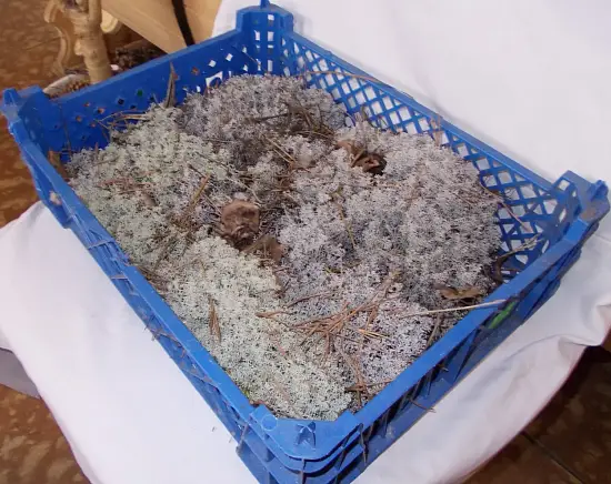 Мох натуральный, зеленый, лоток 30*40 см (без лотка), шт