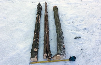 Хворост можжевеловый, (ветки h 0.5-1 м, Ø 2-10 см), кг