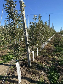 Бинт садовый отрывной УФ, 0,16*50 м