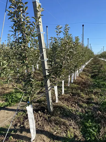 Бинт садовый отрывной УФ, 0,16*50 м