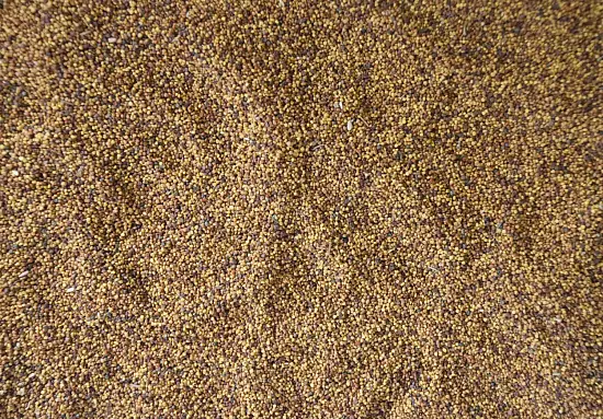 Сидерат Клевер белый-ползучий, 0,5 кг