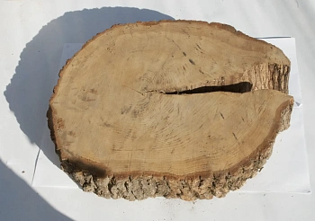 Спил дуб шлифовка СДШ1, (Ø 50-60см, h 8-10см), шт