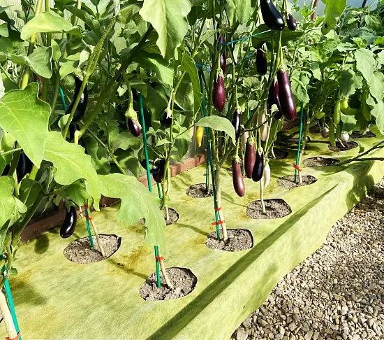 Агротекс двойная защита Желто-чёрный 80, 1,6*5 м, уп