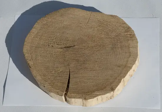 Спил дуб шлифовка СДШ2, (Ø 20-25см, h 3см), шт