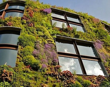 Мох натуральный, зеленый, лоток 30*40 см (без лотка), шт