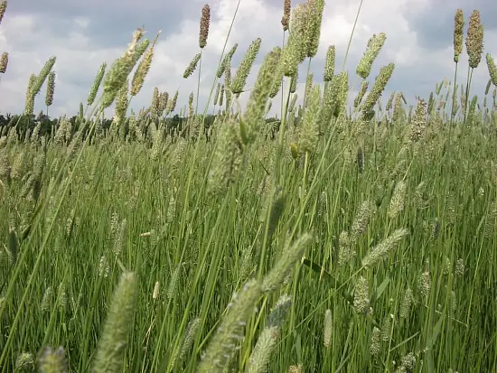 Трава Тимофеевка луговая, 0,5 кг