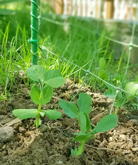 Шпалера для гороха (сетка в комплекте), композитная,  200 * h 100 cм, уп