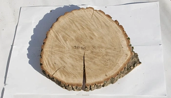 Спил дуб шлифовка СДШ1, (Ø 35-40см, h 3см), шт