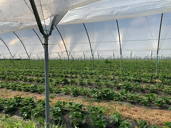 Агротекс перфорированный Черный 60, 1,6*200 м, рул