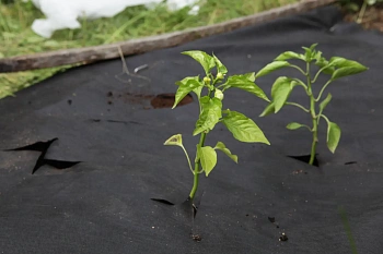 Агротекс Черный 60, 1,6*10 м, уп