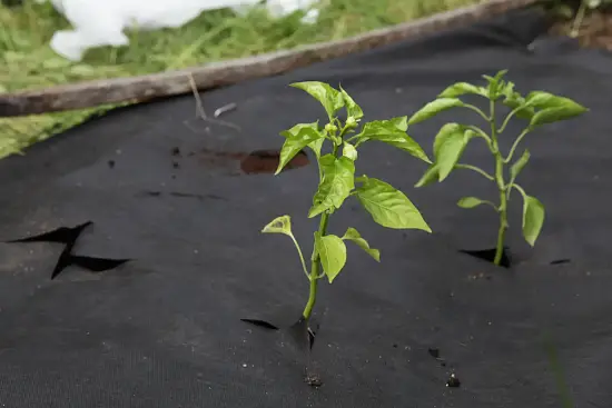 Агротекс Черный 60, 1,6*10 м, уп