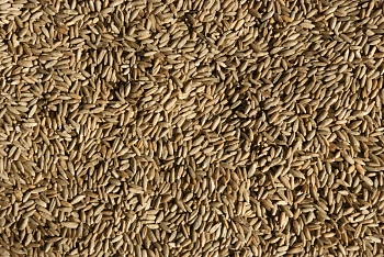 Сидерат Рожь, 1,0 кг