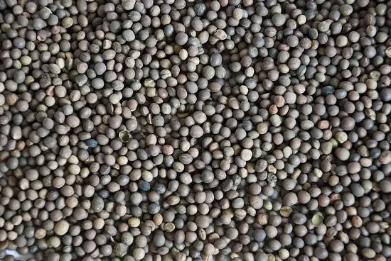 Сидерат Вика, 0,5 кг