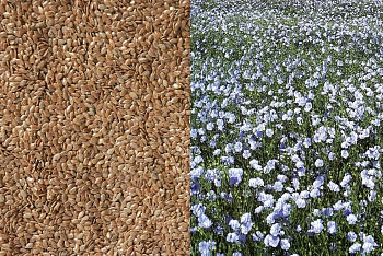 Сидерат Лен, 0,3 кг