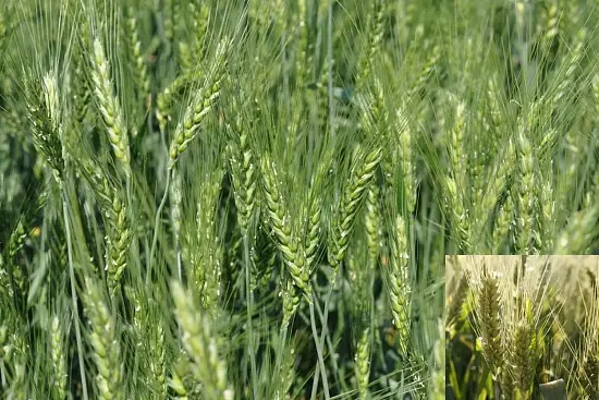 Сидерат Пшеница, 1,0 кг