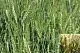 Сидерат Пшеница, 1,0 кг