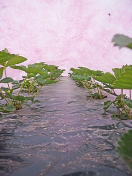 Агротекс двойная защита Бело-красный 60, 3,0*100 м, рул