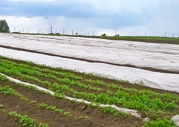 Агротекс Белый 42, 3,2*10 м, уп