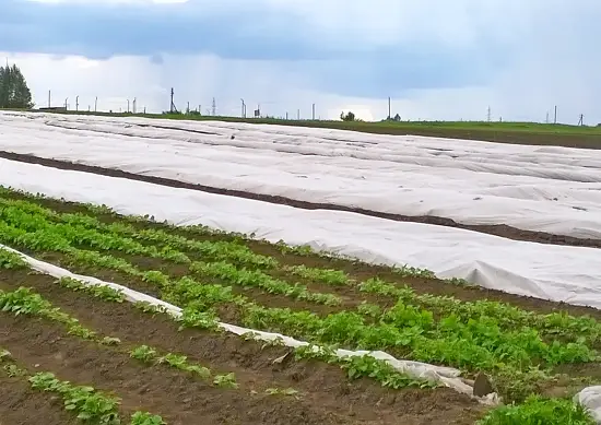 Агротекс Белый 42, 3,2*10 м, уп