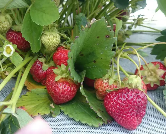 Агротекс двойная защита Бело-чёрный 80, 1,6*5 м, уп